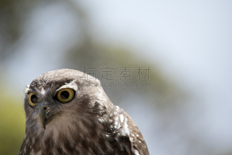 鸱鸮,夜晚,白色,黄眼睛,面具,野生动物,图像,猫,猫头鹰,鸟类