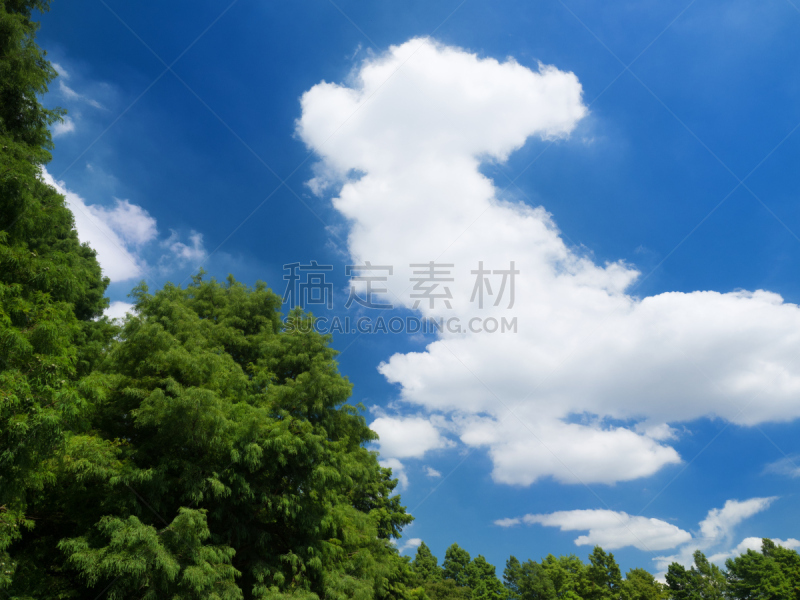 天空,夏天,派克大街,足立区,留白,公园,水平画幅,无人,蓝色,植物