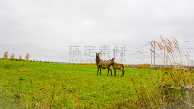 鹿,迪尔菲尔德海滩,狩猎诱饵,小鹿,水平画幅,2017年,无人,鹿科,动物,墨西哥湾沿岸国家
