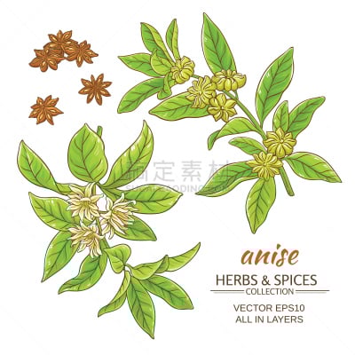 茴芹,矢量,萨姆布卡酒,星茴芹,清新,一个物体,香料,食品,调味品,背景