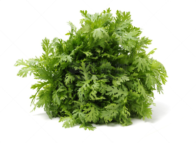 钳夹,食品,白色,草本,菊花,叶子,分离着色,接力赛,古老的,东方食品
