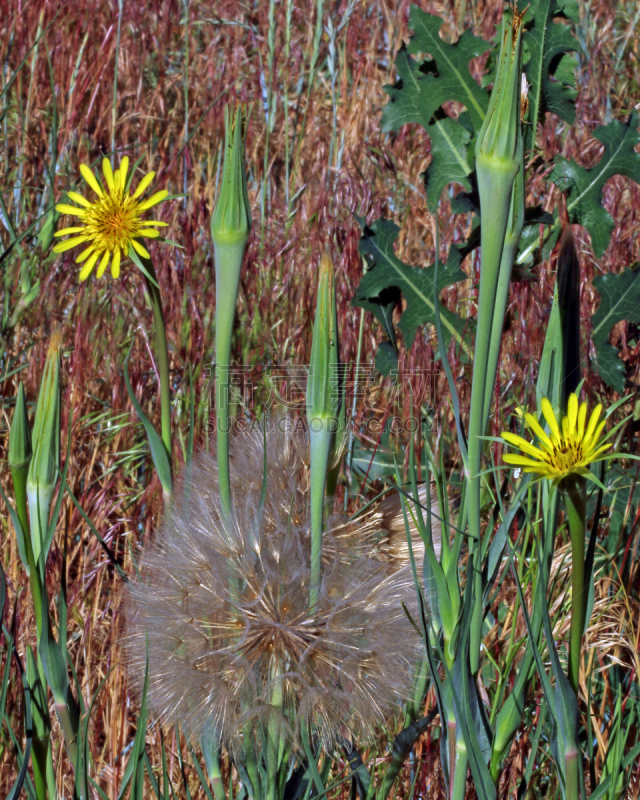 黄婆罗门参,外来物种,垂直画幅,无人,雏菊族,野生植物,野花,摄影,花