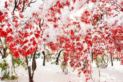秋天,粉末状雪,水平画幅,雪,无人,葡萄树枫木,户外,北海道,镜头眩光,红色