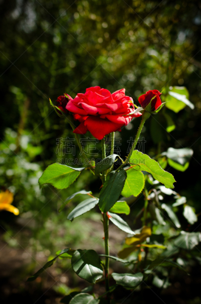红色,垂直画幅,淡红葡萄酒,园林,自然美,结论,边框,数字1,花鳞茎,芳香疗法