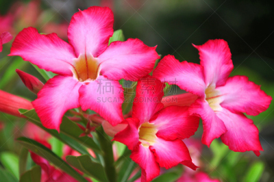 沙漠玫瑰,仅一朵花,红漠,自然,水平画幅,无人,夏天,生物学,生长