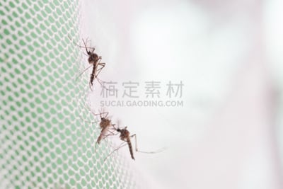 蚊子,埃及伊蚊,关闭的,高处,疟蚊,锥虫,头小畸型,昆虫,伊蚊,里夫特谷