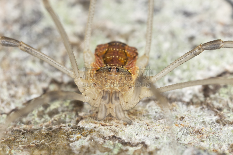 大特写,木制,林务官,爸爸长腿蛛,orb weaver spider,蜘蛛恐惧症,悄悄接近猎物,选择对焦,正面视角,褐色