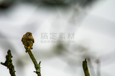 破旧车比赛,自然,野生动物,食肉鸟,水平画幅,无人,鸟类,观鸟,野外动物,猎鹰