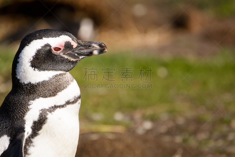 麦哲伦海峡企鹅,南美,水平画幅,鸟类,企鹅,动物身体部位,野外动物,户外,巴塔哥尼亚,阿根廷乌斯怀亚市