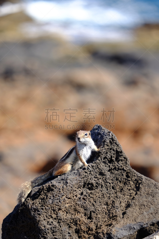 富埃特文图拉岛,地中海猕猴,地松鼠,西班牙,摇滚手势,野外动物,特写,花栗鼠,岩石,野生动物