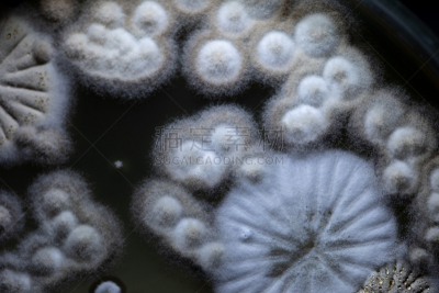 传媒,微生物学,酵母,放线菌属,土样,大群动物,细菌,实验室,霉菌,学习