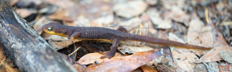糙皮蝾螈,自然,野生动物,水平画幅,全景,野外动物,户外,特写,一只动物,粗糙的