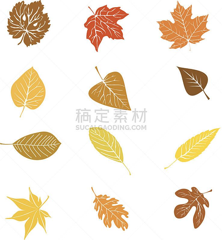 秋天,叶子,自然,形状,橙色,枫叶,无人,绘画插图,组物体,计算机制图