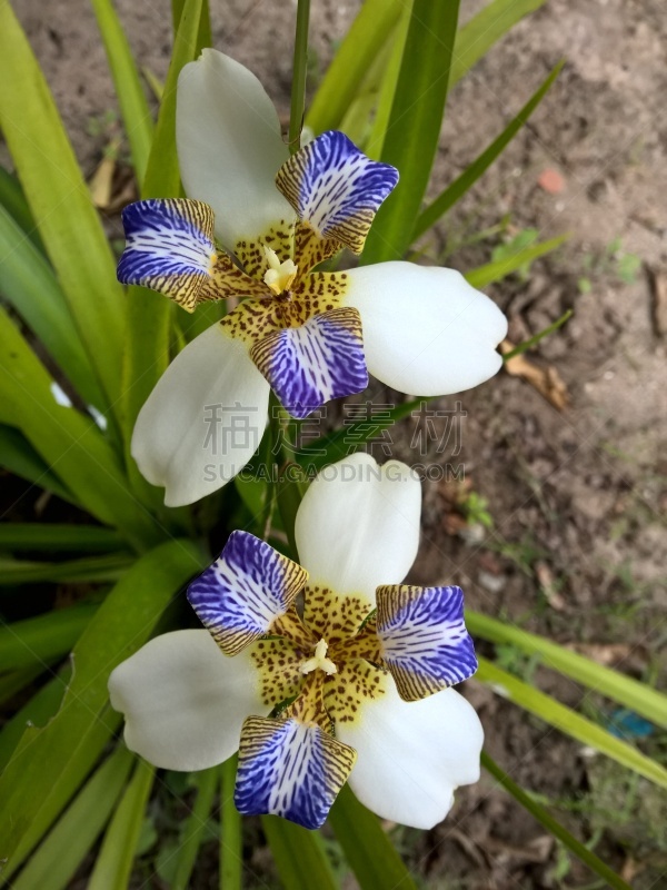 巴西,园林,真菌性口炎,垂直画幅,美,情绪压力,纯净,夏天,特写,虎