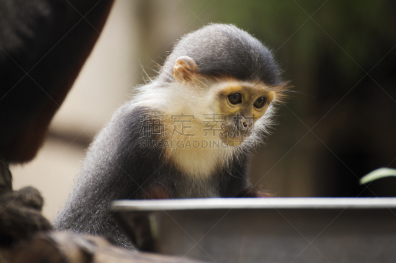 douc langur,红松,自然,野生动物,北方长尾瘦猴,水平画幅,热带雨林,特写,哺乳纲