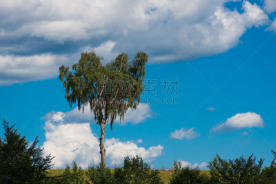 林奈,白桦,自然,天空,水平画幅,地形,无人,户外,植物,山