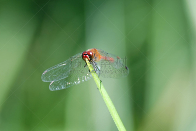 蜻蜓,红色,正面视角,带状镖蜻蜓,水平画幅,无人,欧洲,撇水蜻蜓,悬挂的,大特写