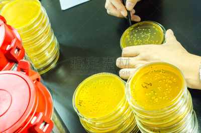 微生物,皮氏培养皿,充满的,盘子,嗜肺性军团病杆菌,水平画幅,科学,生物学,生物化学,实验室