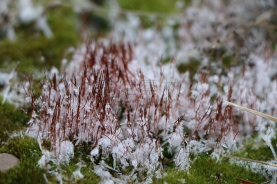 苔藓,混凝土,动物毛,雪花,深情的,白色,块状,绿色,沙子,雪