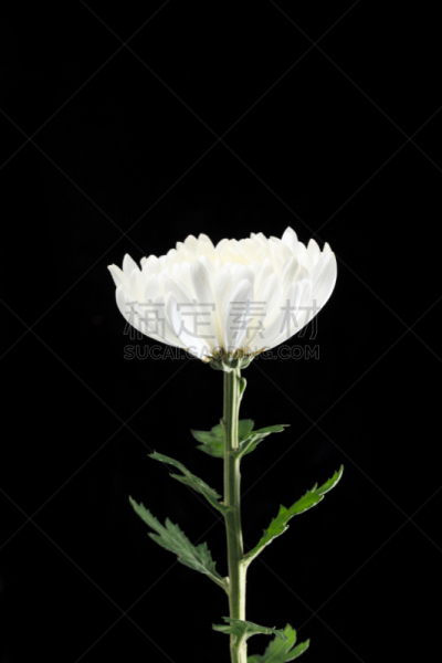 菊花,自然美,白色,自然,芳香的,黄色,季节,垂直画幅,图像,花瓣