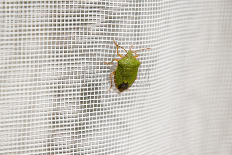 盾蝽,自然,水平画幅,绿色,无人,白色背景,green shield bug,白色,十月,花边