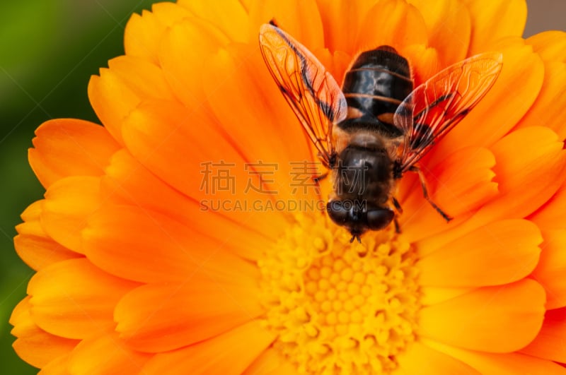 万寿菊,金盏花,日光,草本园,蜜蜂,野金盏花,野生动物,芦笋,蜂蜜,植物