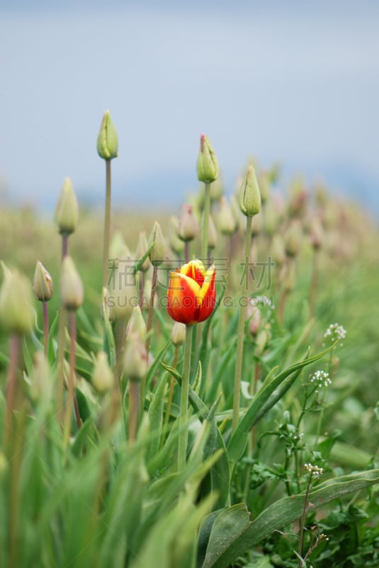 郁金香,垂直画幅,华特康县,成一排,绿色,无人,偏远的,仅一朵花,史凯吉谷,花蕾