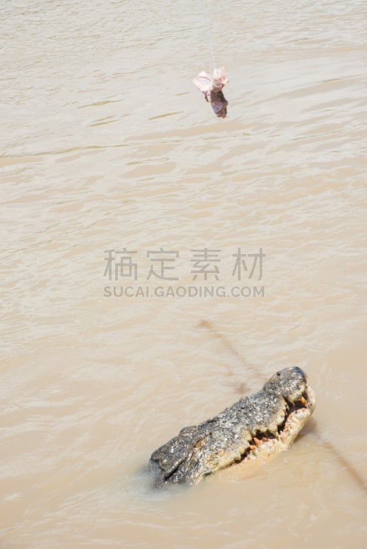 鳄鱼,动物牙齿,动物嘴,动物,澳大利亚海水鳄,动物习性,河流,澳大利亚,自然,偏远的