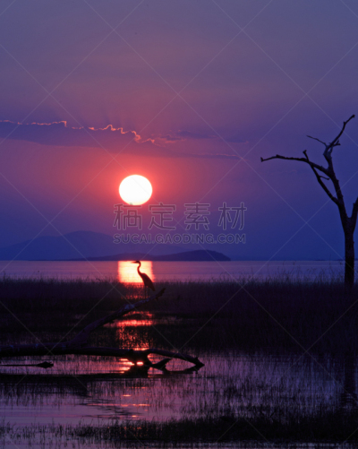 自然美,灰色苍鹭,非洲,卡里巴湖,太阳,小路,平衡折角灯,日落时分,风景,剪影