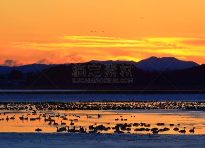 冬天,地形,沼泽,寒冷,云,荷花,雪,天鹅,水面,池塘