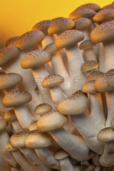 姬菇,垂直画幅,真菌,无人,亚洲,日本,蘑菇,食品,食用菌,摄影