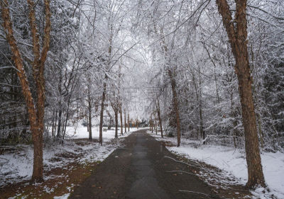 雪,巷,白桦,自然,寒冷,美国,水平画幅,无人,户外,北美