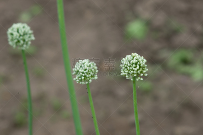 园林,葱属植物花,埃鲁姆湾,素食,夏天,仅一朵花,靴子,球体,白色,毛绒绒