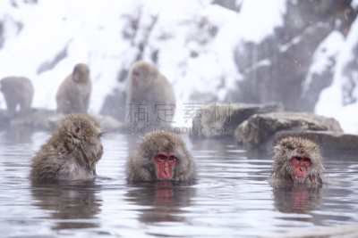 温泉,日本猕猴,水平画幅,雪,长野县,猴子,动物身体部位,野外动物,户外,动物主题