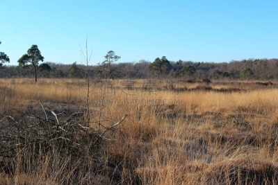 Moorlandschaft in seiner schönsten Form
