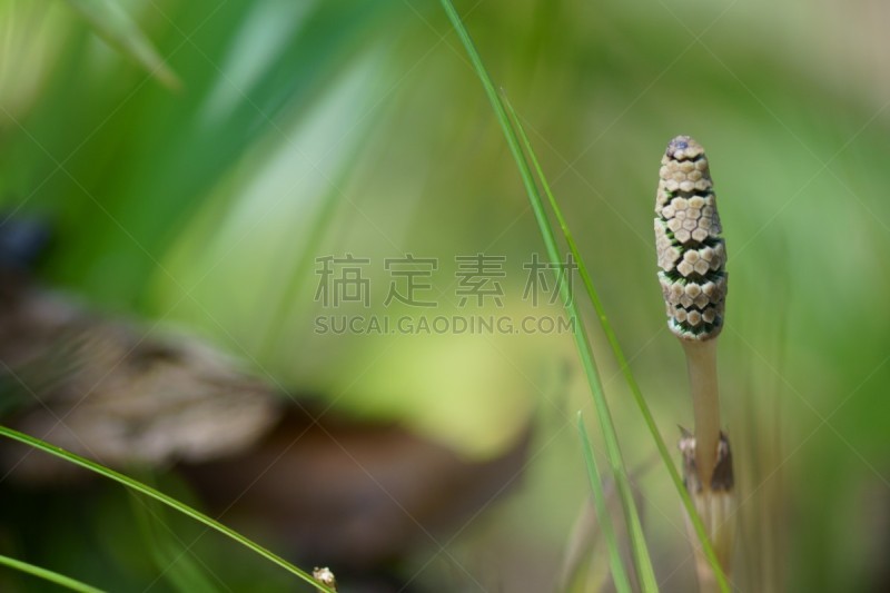 马尾,鹭管鱼,自然,彩色背景,图像,孢子,春天,无人,水平画幅,绿色