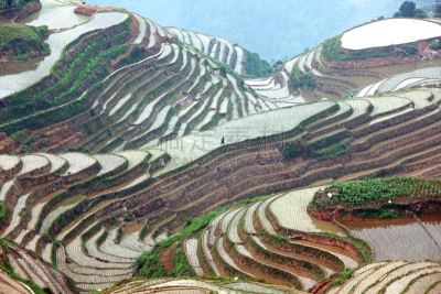 龙脊梯田,广西壮族自治区,梯田,稻,中国,壮族,瑶族,苗族,龙胜,阳朔