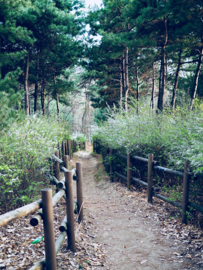 韩国,路,森林,淸州市,垂直画幅,美,公园,灵感,夏天,户外
