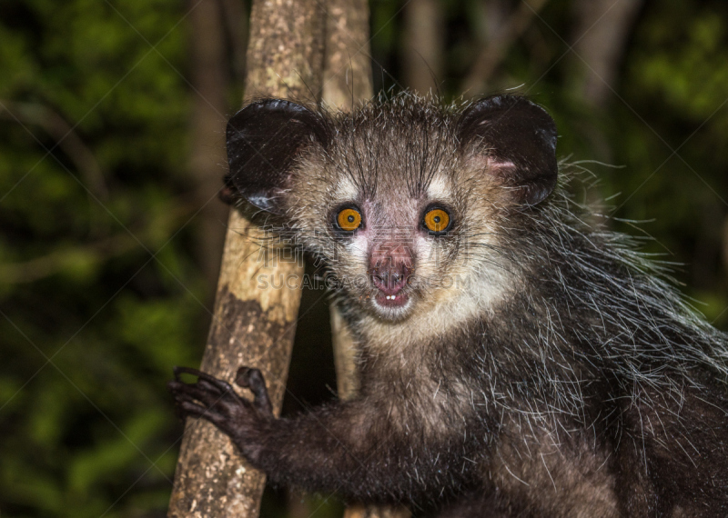 aye-aye,狐猴,马达加斯加,夜晚,环羽松鸡,魔鬼,尾巴,奇异的,水平画幅,符号