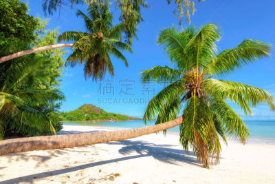 海滩,马埃,塞舌尔,岛,鸡尾酒,水,枝繁叶茂,沙子,夏天,棕榈树