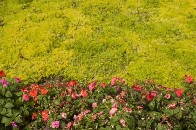 草坪,草,绿色,园艺师,矢车菊,毛莨科,草皮,纹理效果,景观设计,仅一朵花