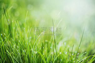 草,绿色,背景,露水,特写,刀刃草,水,留白,早晨,草坪