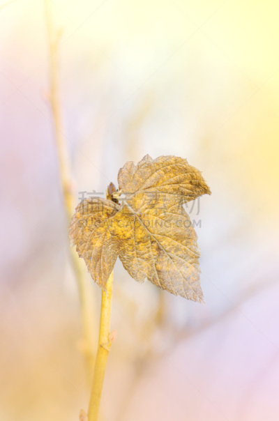 Close up autumn gold leaf. The last leaf of the tree in late autumn