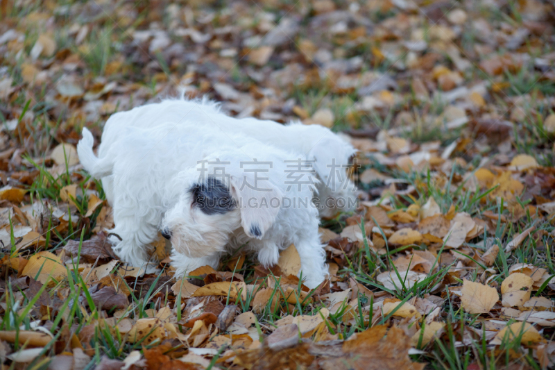 可爱的,公园,两只动物,希利哈姆犬,小狗,秋天,梗犬,博德猎狐犬,2到3个月,步行