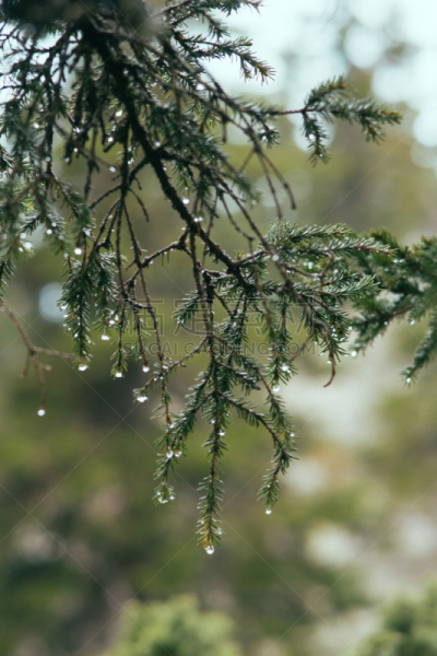 枝,杉树,灯光技术,雨滴,营养阶段,垂直画幅,无人,湿,夏天,户外