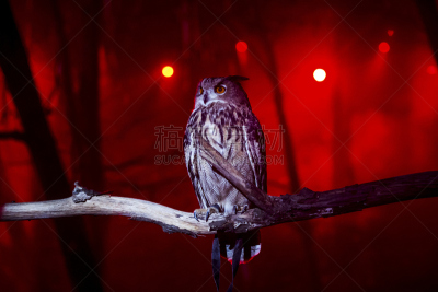 枝,猫头鹰,智慧,家雀,蜂鸟,天空,水平画幅,夜晚,月亮,鸟类