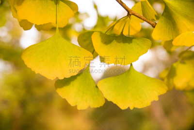 叶子,银杏树,秋天,日光,褐色,水平画幅,枝繁叶茂,无人,银杏,户外