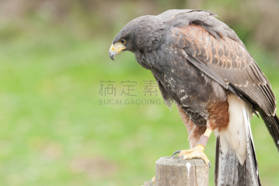 哈里斯鹰,褐色,食肉鸟,水平画幅,无人,鸟类,动物身体部位,野外动物,红隼,户外