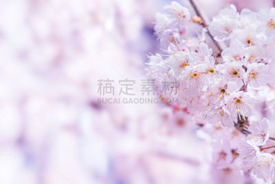樱桃树,可爱的,结论,无忧无虑,珊瑚色,色彩鲜艳,吉野樱花,春天,3到4个月,植物