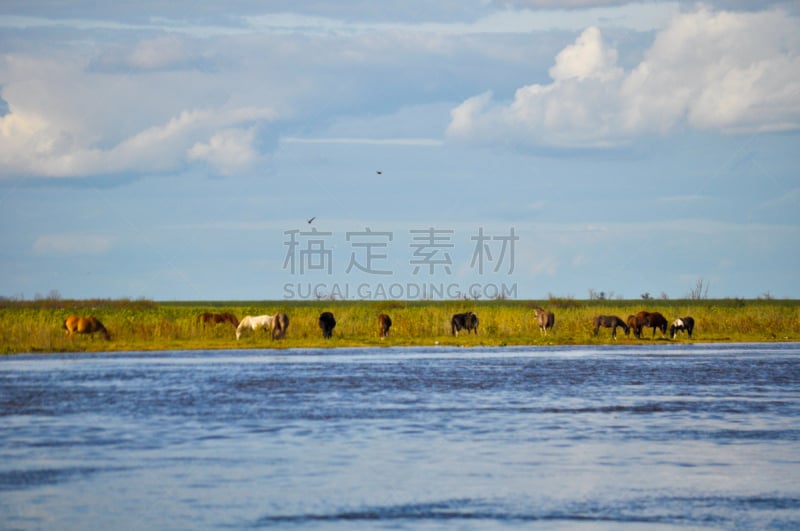 布宜诺斯艾利斯,阿根廷,马,海岸线,兽群,巴拉那河,巴拉那洲,河岸,动物群,水平画幅